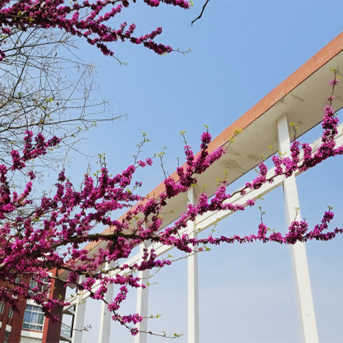 山東協(xié)和學院-大學文化