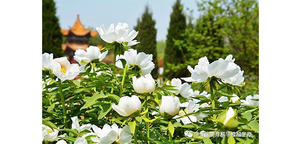 菏澤醫(yī)學(xué)?？茖W(xué)校 - 最美大學(xué)