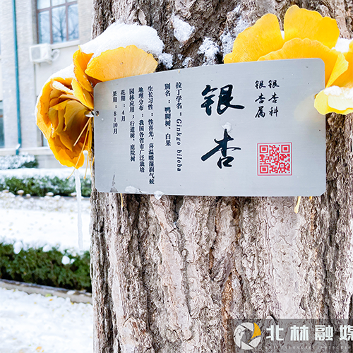 北京林業(yè)大學-早安青春