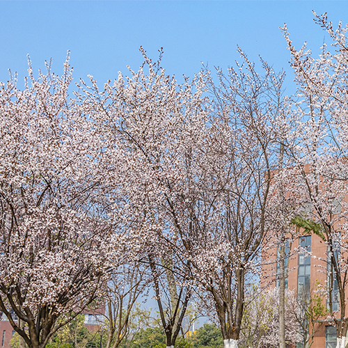 我的大學(xué)