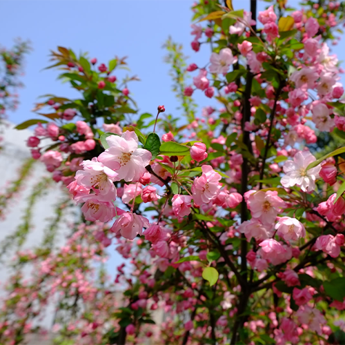 最美大學(xué)