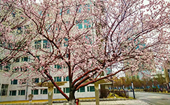 歷史沿革(概)校史